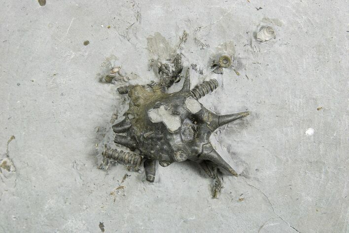 Fossil Crinoid (Gilbertsocrinus) Crown - Silica Shale, Ohio #326039